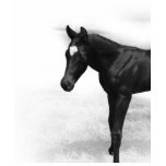 Black Foal Tee t-shirts