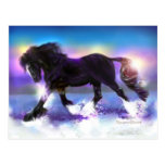 Black Foot Shire Post Cards