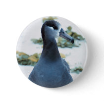 Black footed Albatross Pinback Button