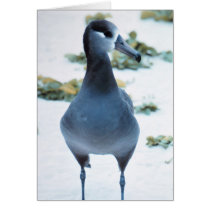 Black footed Albatross Greeting Card