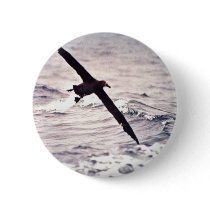 Black-footed albatross in flight buttons