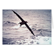 Black-footed albatross in flight greeting card