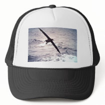 Black-footed albatross in flight hats
