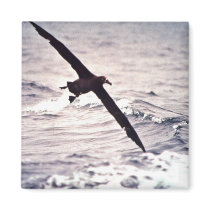 Black-footed albatross in flight magnets