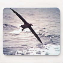 Black-footed albatross in flight mousepad