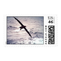 Black-footed albatross in flight postage
