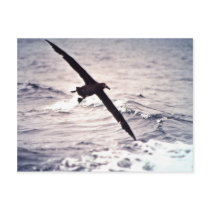 Black-footed albatross in flight post card