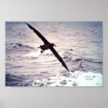 Black-footed albatross in flight posters