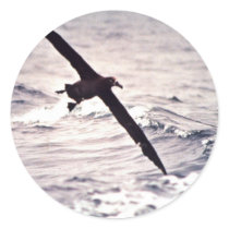 Black-footed albatross in flight stickers
