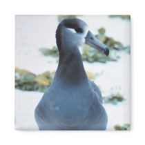 Black footed Albatross Fridge Magnet
