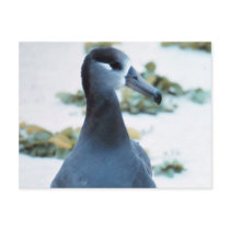 Black footed Albatross Post Card