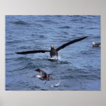 Black Footed Albatross Print