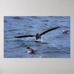 Black Footed Albatross Print