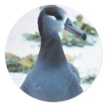 Black footed Albatross Stickers