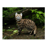 Black footed cat postcard