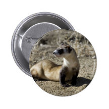 Black-Footed Ferret (captive) Button