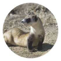 Black-Footed Ferret (captive) stickers