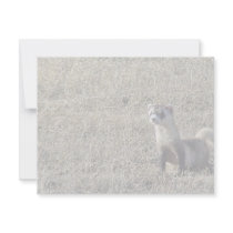Black-Footed Ferret Personalized Announcements