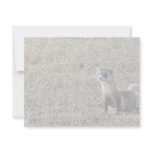 Black-Footed Ferret Personalized Announcements