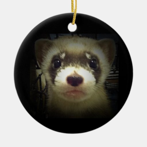 black footed ferret ornament zazzle black footed ferret ornament zazzle