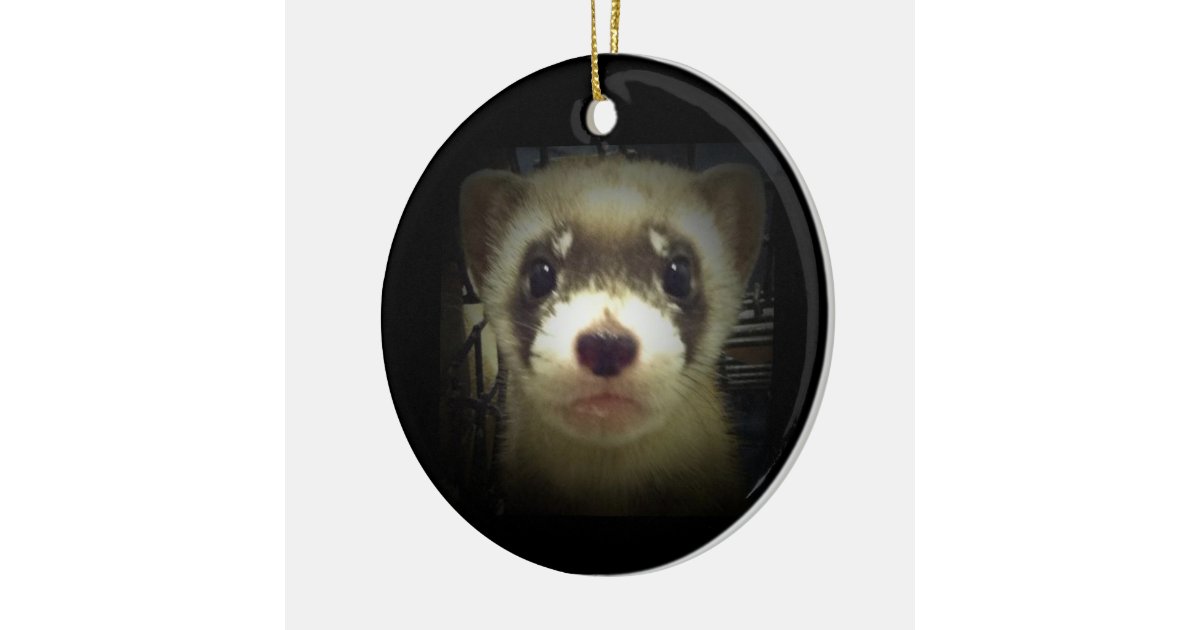 black footed ferret ornament zazzle black footed ferret ornament zazzle