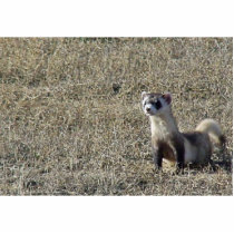 Black-Footed Ferret photo sculptures by animalpark Black-Footed Ferret photo sculptures