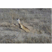 Black-Footed Ferret photo sculptures by animalpark Black-Footed Ferret photo sculptures