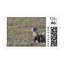 Black-Footed Ferret Postage