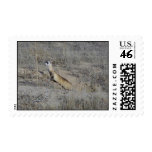 Black-Footed Ferret postage
