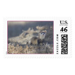 Black Footed Ferret Postage Stamps