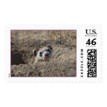 Black Footed Ferret