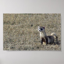 Black-Footed Ferret Print