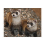 Black-Footed Ferret Wildlife Series # 7 Postcard
