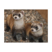 Black-Footed Ferret Wildlife Series # 7 Postcard by FalconsEye Black-Footed Ferret Wildlife Series # 7 Postcard