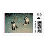 Black-footed Ferrets   postage