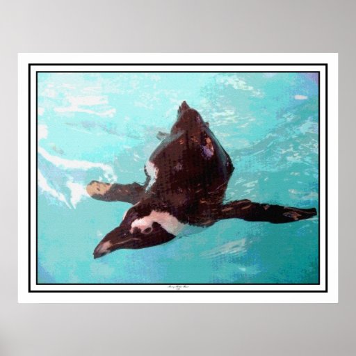 Black-Footed Penguin Poster