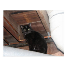 Black foster kitty post card