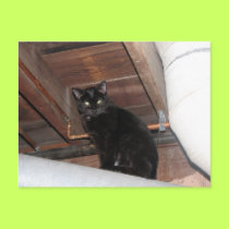 Black foster kitty postcards