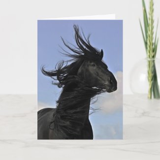 Black Friesian Horse Portrait card