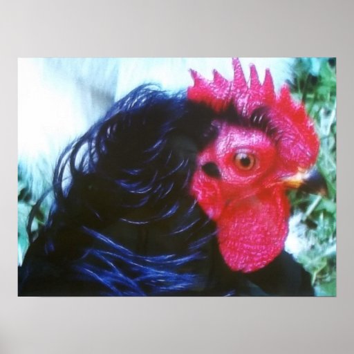 Black Frizzle(Bugsy) Posters
