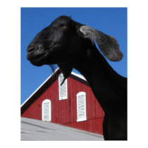Black goat and red barn posters