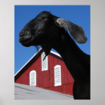 Black goat and red barn posters
