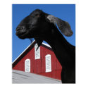Black goat and red barn posters by graphman47 Black goat and red barn posters