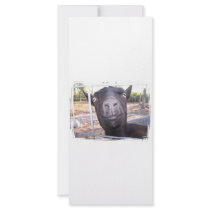 Black goat big yellow eyes nose first view customized rack card