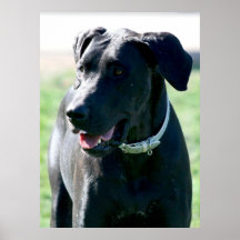 Black Great Dane poster