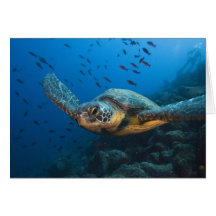 Black (Green) Turtle (Chelonia agassizi) off Greeting Cards