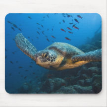 Black (Green) Turtle (Chelonia agassizi) off Mousepad