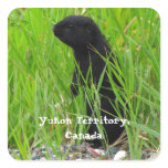 Black Ground Squirrel; Yukon Territory, Canada stickers