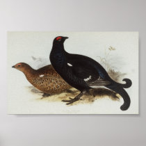Black Grouse Poster