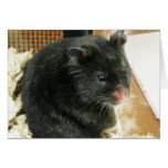 Black Hamster cards